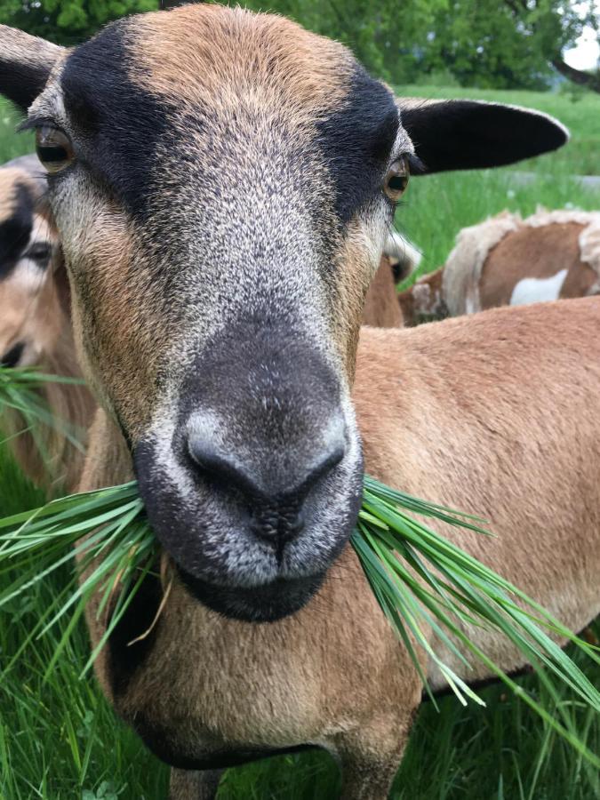 Kellerstoeckl Am Veganen Bio-Lebenshof "Varm - Die Vegane Farm" Lejlighed Sulb Eksteriør billede